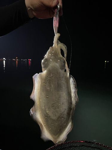 モンゴウイカの釣果