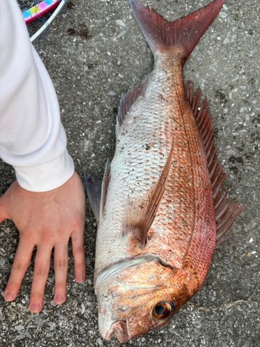 タイの釣果