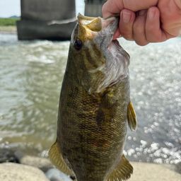 スモールマウスバス