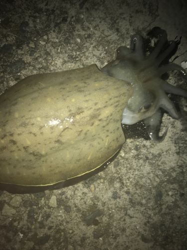 モンゴウイカの釣果