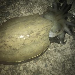 モンゴウイカ