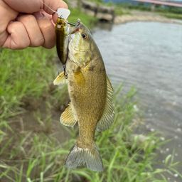 スモールマウスバス