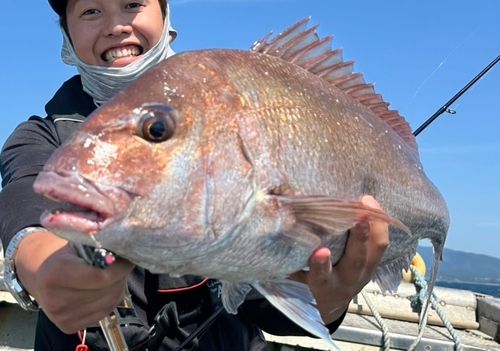 マダイの釣果