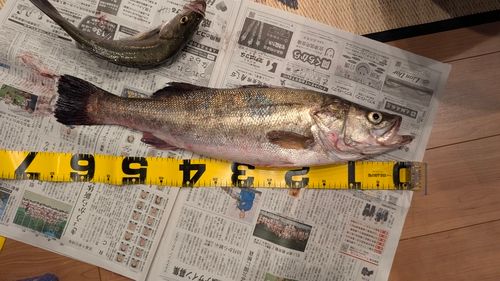 シーバスの釣果