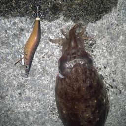 コウイカ