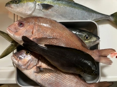 マダイの釣果