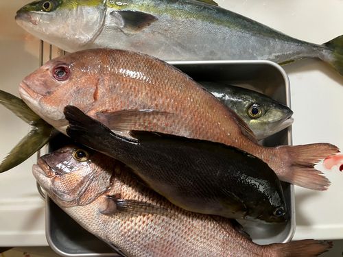 マダイの釣果