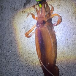 スルメイカ