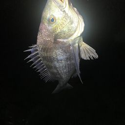 チヌ