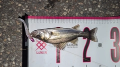 スズキの釣果
