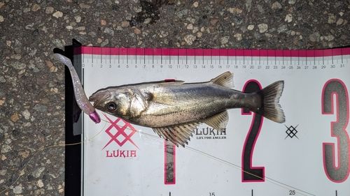 スズキの釣果