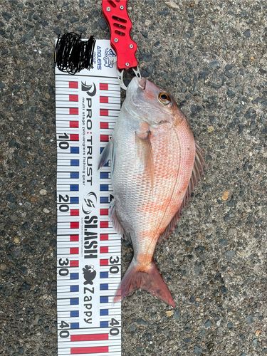マダイの釣果