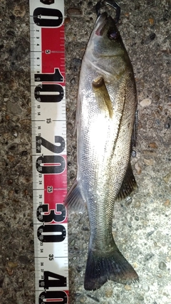 フッコ(マルスズキ)の釣果