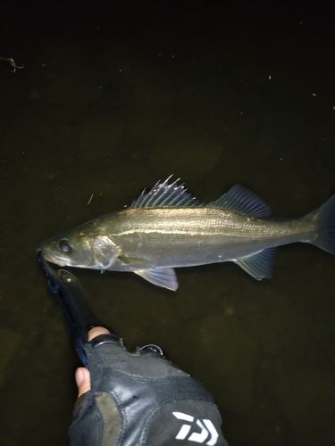 セイゴ（マルスズキ）の釣果