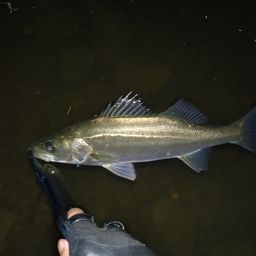 セイゴ（マルスズキ）