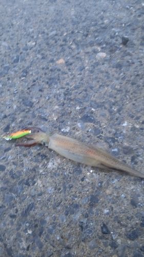 ヤリイカの釣果