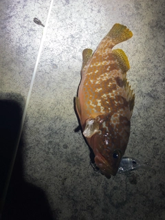 キジハタの釣果