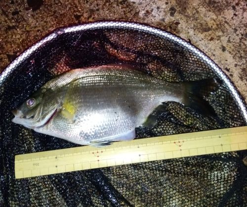 ウミタナゴの釣果