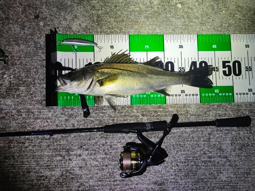 シーバスの釣果