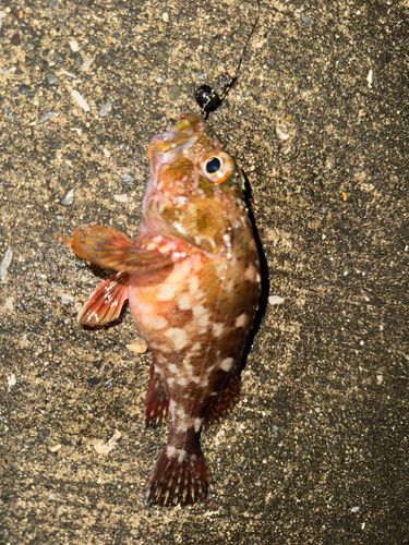 カサゴの釣果