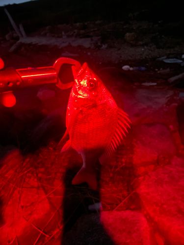 キビレの釣果