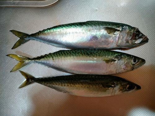 サバの釣果