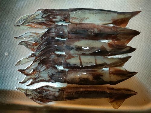 スルメイカの釣果