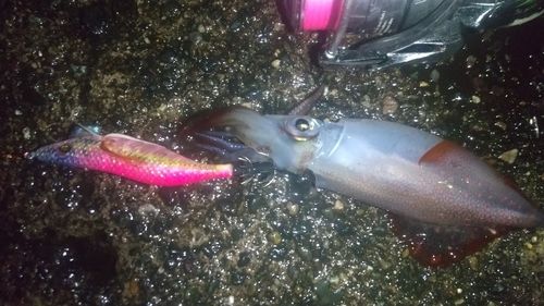 ケンサキイカの釣果