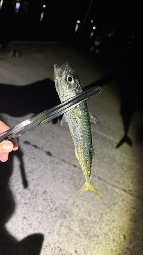 サバの釣果