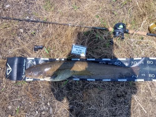 ナマズの釣果