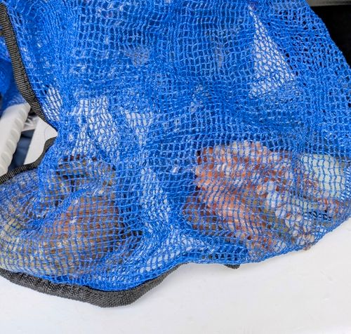 マダコの釣果