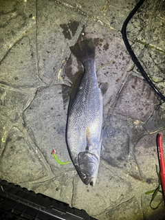 ニベの釣果