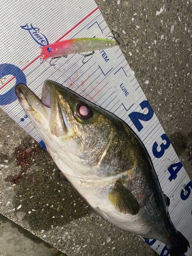 シーバスの釣果