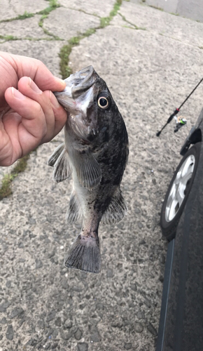 クロソイの釣果