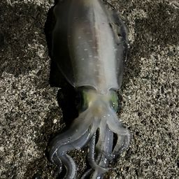 アオリイカ