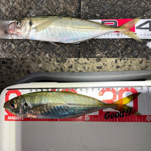 アジの釣果