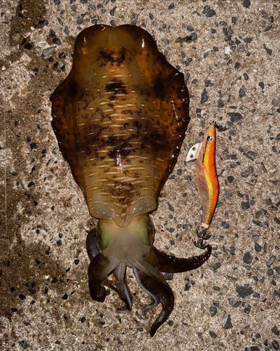 アオリイカの釣果