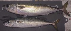サバの釣果