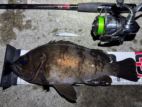 メバルの釣果