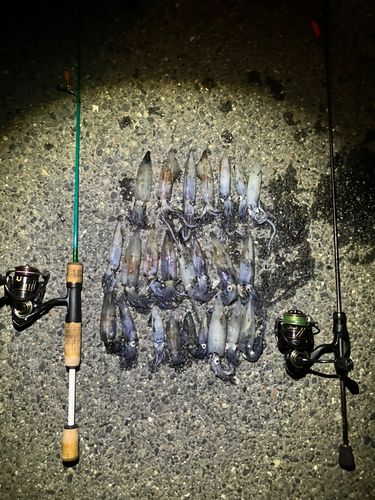 ケンサキイカの釣果