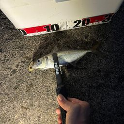 アジ