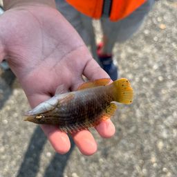 ホシササノハベラ
