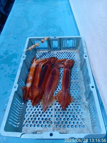 スルメイカの釣果