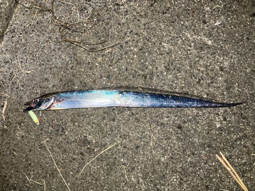 タチウオの釣果
