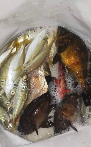 クロメバルの釣果