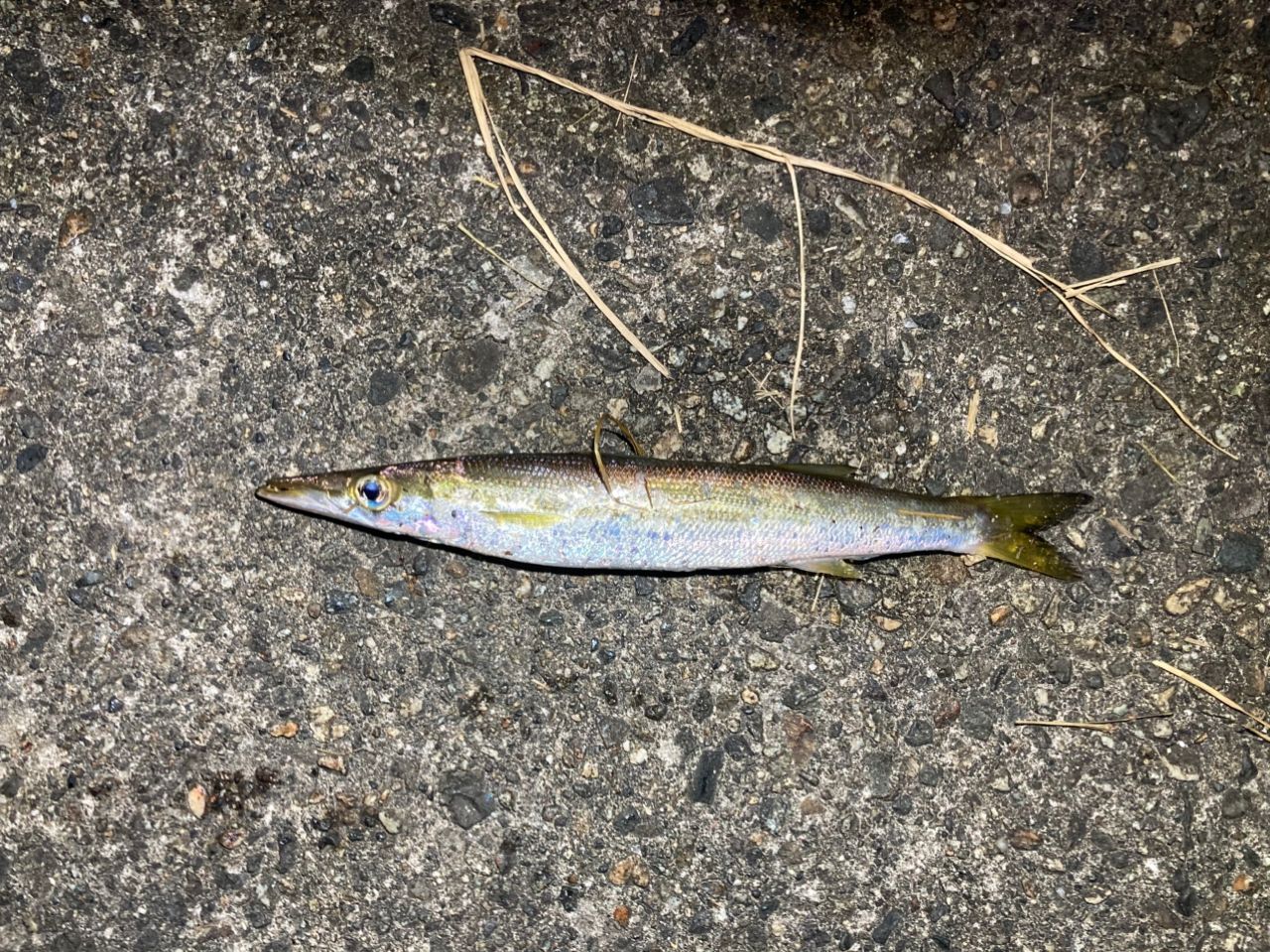 カマス
