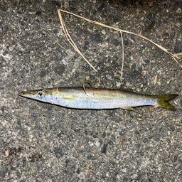 カマス