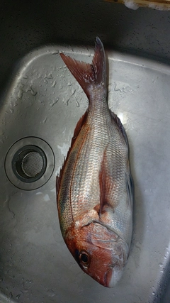 マダイの釣果