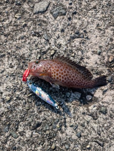 オオモンハタの釣果