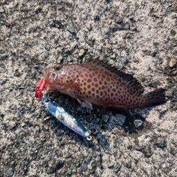 オオモンハタ